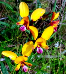 Diuris magnifica