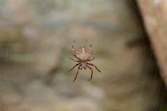 Neoscona