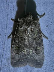 Lacinipolia renigera