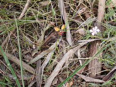 Diuris orientis