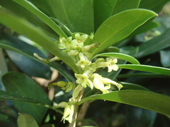 Daphne laureola