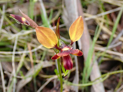 Diuris orientis