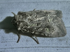 Lacinipolia renigera