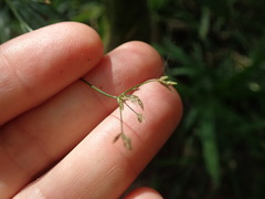 Cyperus albostriatus