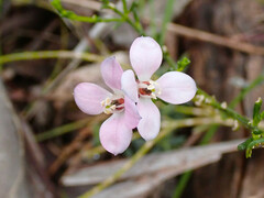 Cyanothamnus coerulescens