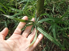 Cyperus albostriatus