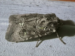 Lacinipolia renigera