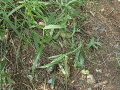 Cyperus albostriatus