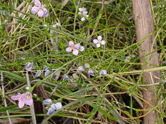 Cyanothamnus coerulescens
