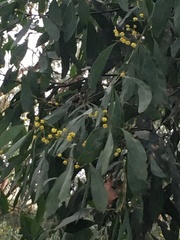 Acacia obliquinervia