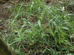 Cyperus albostriatus