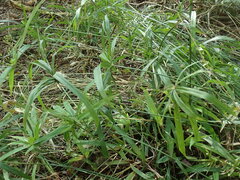 Cyperus albostriatus