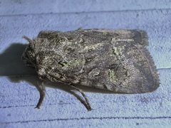 Lacinipolia renigera