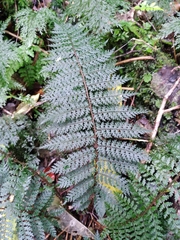 Polystichum silvaticum