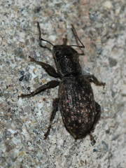 Brachyderes pubescens