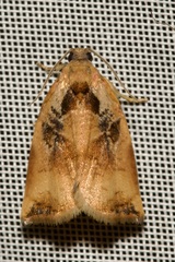 Archips podana