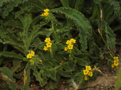 Alkanna hellenica
