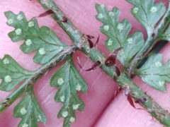 Polystichum silvaticum