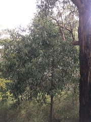 Acacia obliquinervia