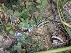 Caucasotachea vindobonensis