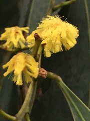 Acacia obliquinervia