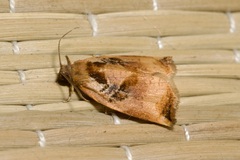 Archips podana