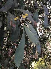 Acacia obliquinervia