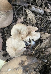 Agaricales