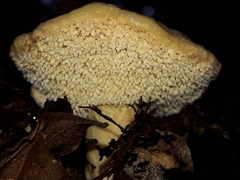 Hydnum crocidens