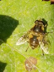Eristalis anthophorina
