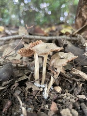 Agaricales