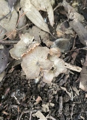 Agaricales