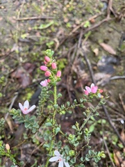 Philotheca verrucosa