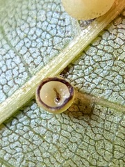 Caryomyia flaticrustum