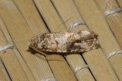 Lobesia botrana