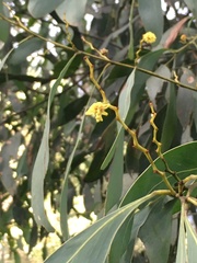 Acacia obliquinervia