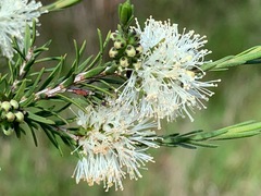 Melaleuca ericifolia