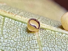 Caryomyia flaticrustum