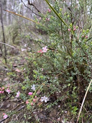 Philotheca verrucosa