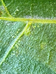 Caryomyia flaticrustum