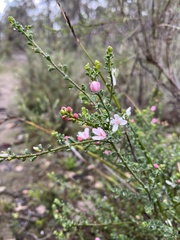 Philotheca verrucosa