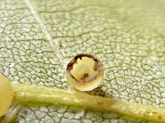Caryomyia flaticrustum