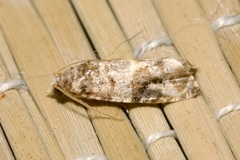 Lobesia botrana