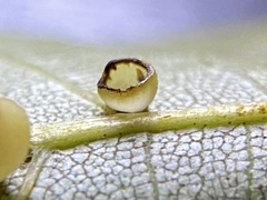 Caryomyia flaticrustum