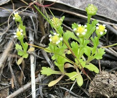 Brachyscome goniocarpa