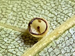 Caryomyia flaticrustum