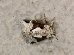 Wilemanus bidentatus