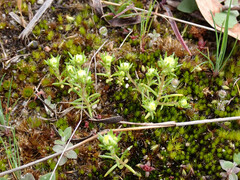 Siloxerus multiflorus