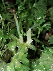 Hymenophyton