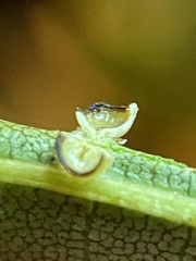 Caryomyia flaticrustum